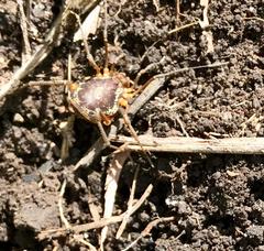 Erginulus subserialis