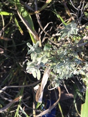 Buddleja scordioides