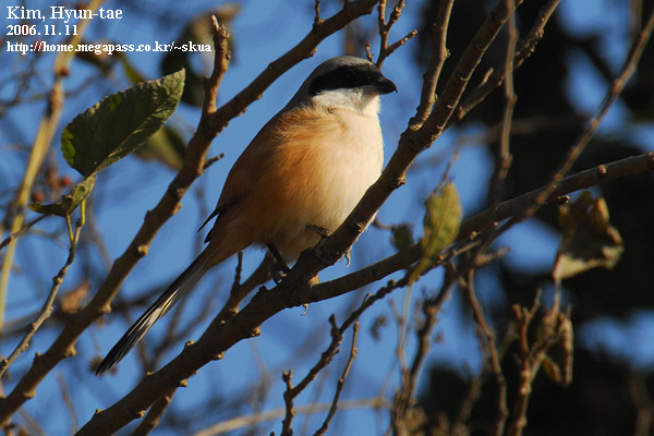 Long-tailed Shrike