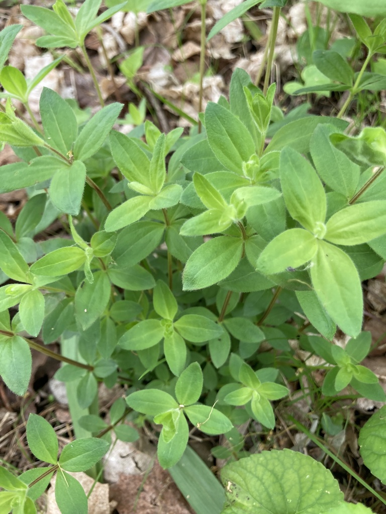 licorice bedstraw from New Carlisle, OH, US on May 6, 2023 at 1044 AM