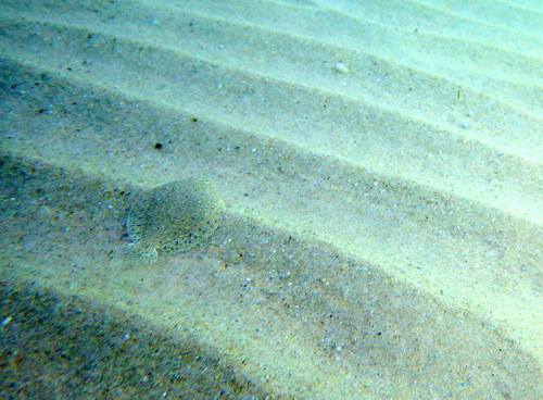 Derwent flounder (Taratretis derwentensis) — Pleuronectidae — 3