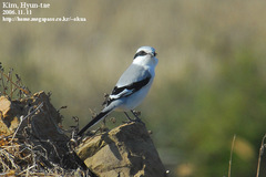 Lanius sphenocercus