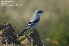 Lanius sphenocercus