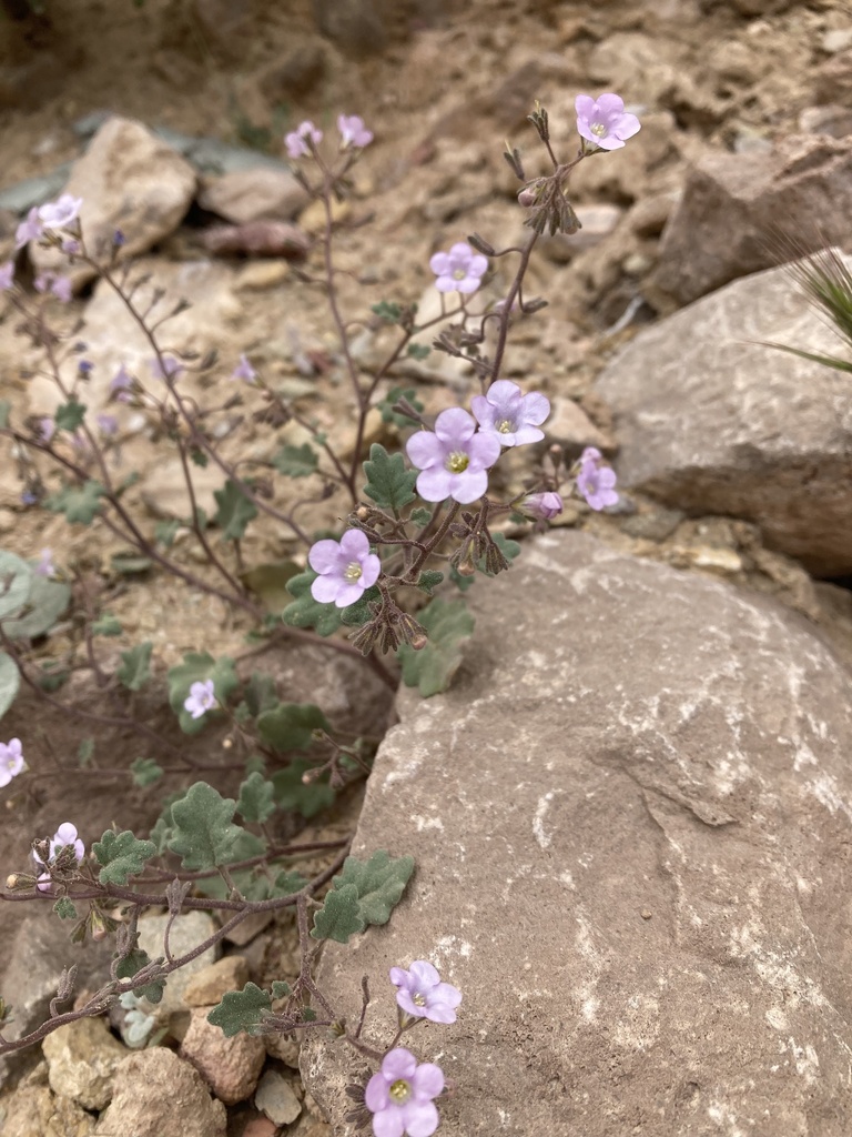 pennyroyal leaf phacelia from Grand Canyon, Williams, AZ, US on May 5
