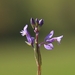 Common Milkwort - Photo (c) Norbert Sauberer, some rights reserved (CC BY-NC), uploaded by Norbert Sauberer