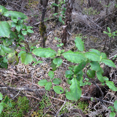 Coprosma tenuifolia