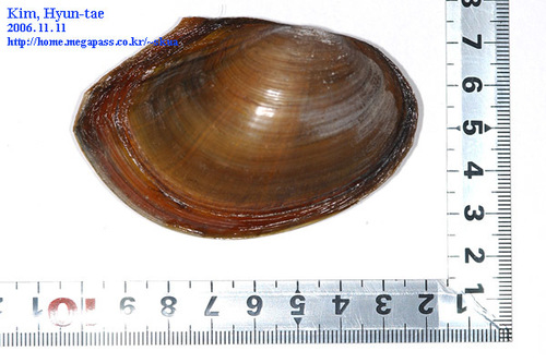 Sinanodonta lauta