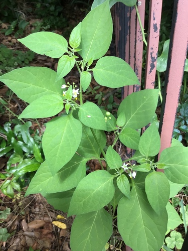 American Black seedling