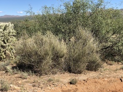 Ephedra trifurca