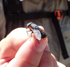 Osca lata