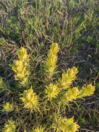 Image of Lemon Paintbrush (Castilleja citrina) by (c) Brandon Clark, some rights reserved (CC BY)