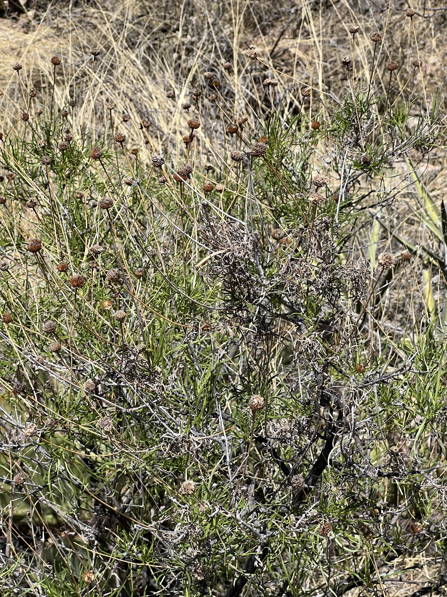 Sidneya tenuifolia