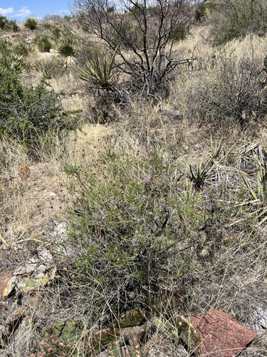 Sidneya tenuifolia