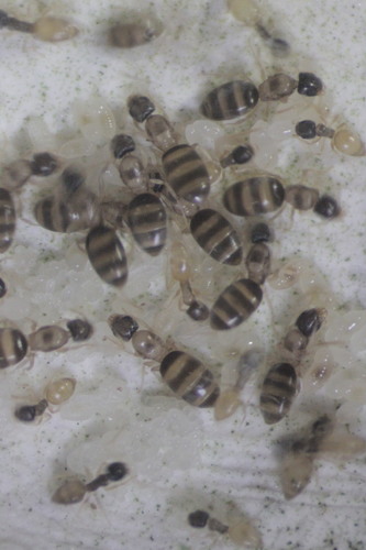 Ghost Ant photo 6