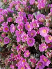 Oscularia caulescens