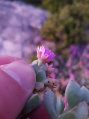 Oscularia caulescens