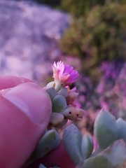 Oscularia caulescens