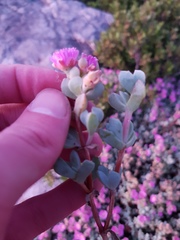 Oscularia caulescens