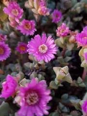 Oscularia caulescens