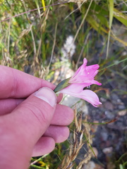 Gladiolus inflatus