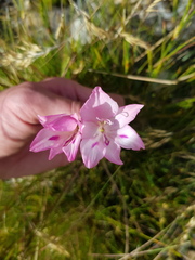 Gladiolus inflatus