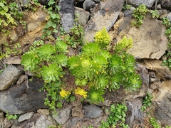 Aeonium arboreum subsp. holochrysum image