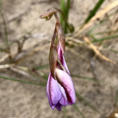 Gladiolus gueinzii
