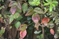 Toxicodendron radicans image