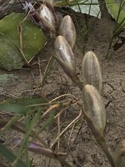 Gladiolus gueinzii