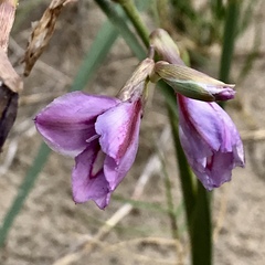 Gladiolus gueinzii