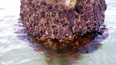 Pyura doppelgangera