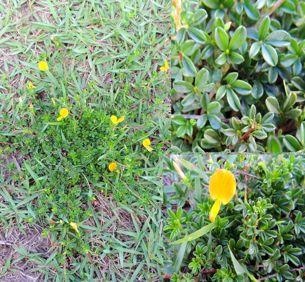 Zornia myriadena