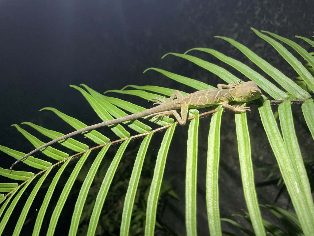 chinese-water-dragon-in-may-2023-by-randall-f-inaturalist