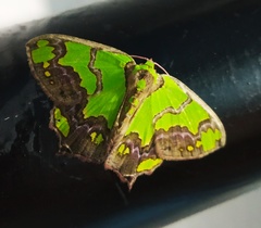 Agathia hemithearia