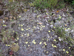 Pinguicula grandiflora