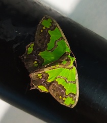 Agathia hemithearia