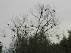 Corvus brachyrhynchos