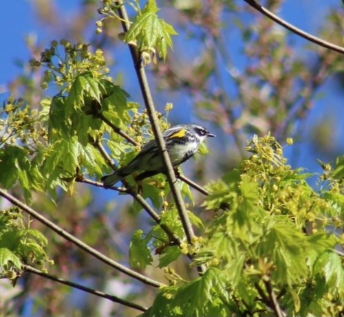 Myrtle Warbler photographed in Rhode Island