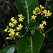 Psychotria capensis - Photo (c) Brendan Cole, algunos derechos reservados (CC BY-NC-ND), subido por Brendan Cole