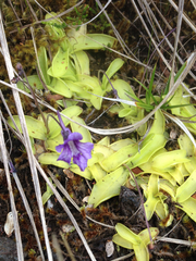 Pinguicula grandiflora