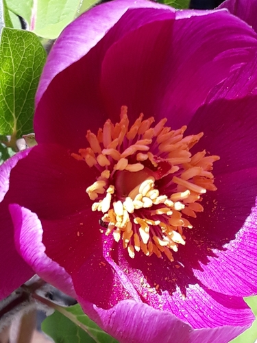 Image of Paeonia algeriensis by (c) Karim Haddad, some rights reserved (CC BY)
