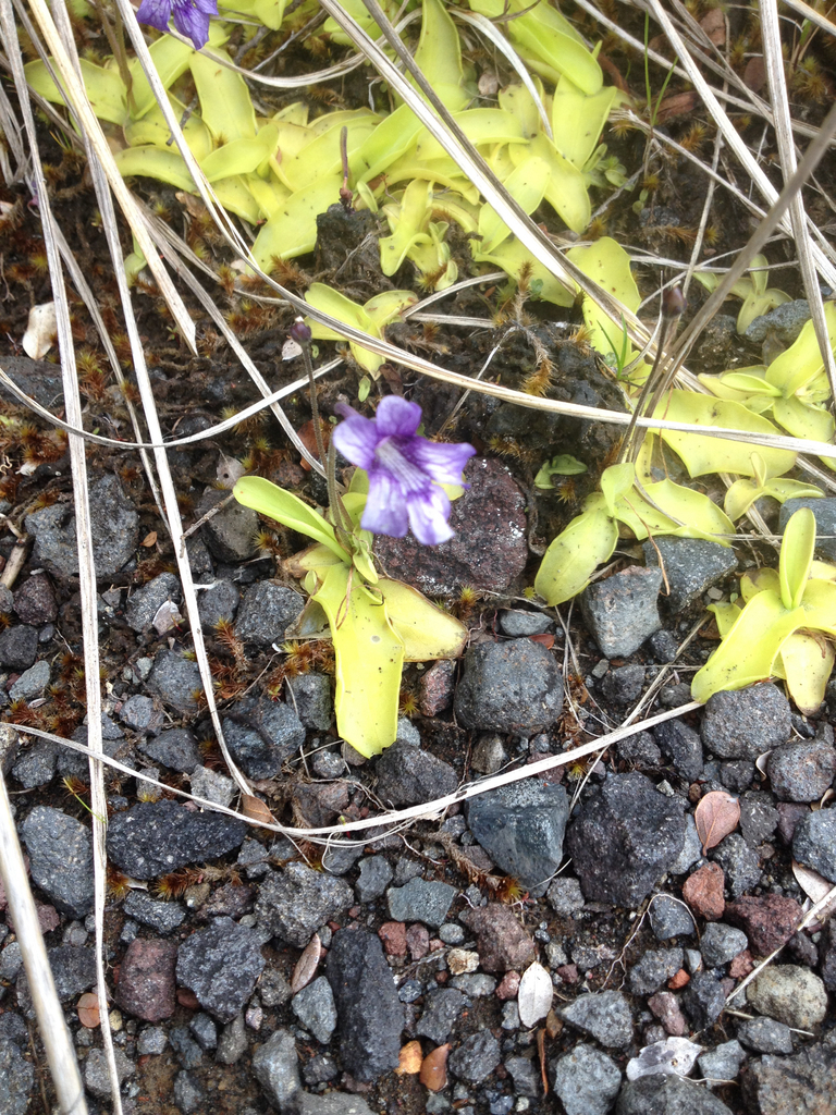 Pinguicula grandiflora, Ruapehu, NZ-MW, NZ