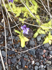 Pinguicula grandiflora
