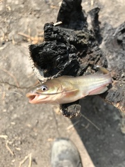Ameiurus catus