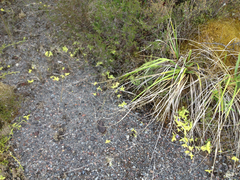 Pinguicula grandiflora