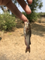 Ameiurus catus