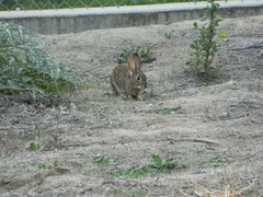 Sylvilagus audubonii