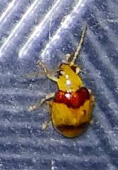 Monolepta bifasciata