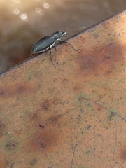 Naupactus auricinctus