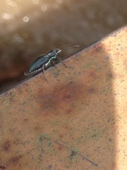 Naupactus auricinctus